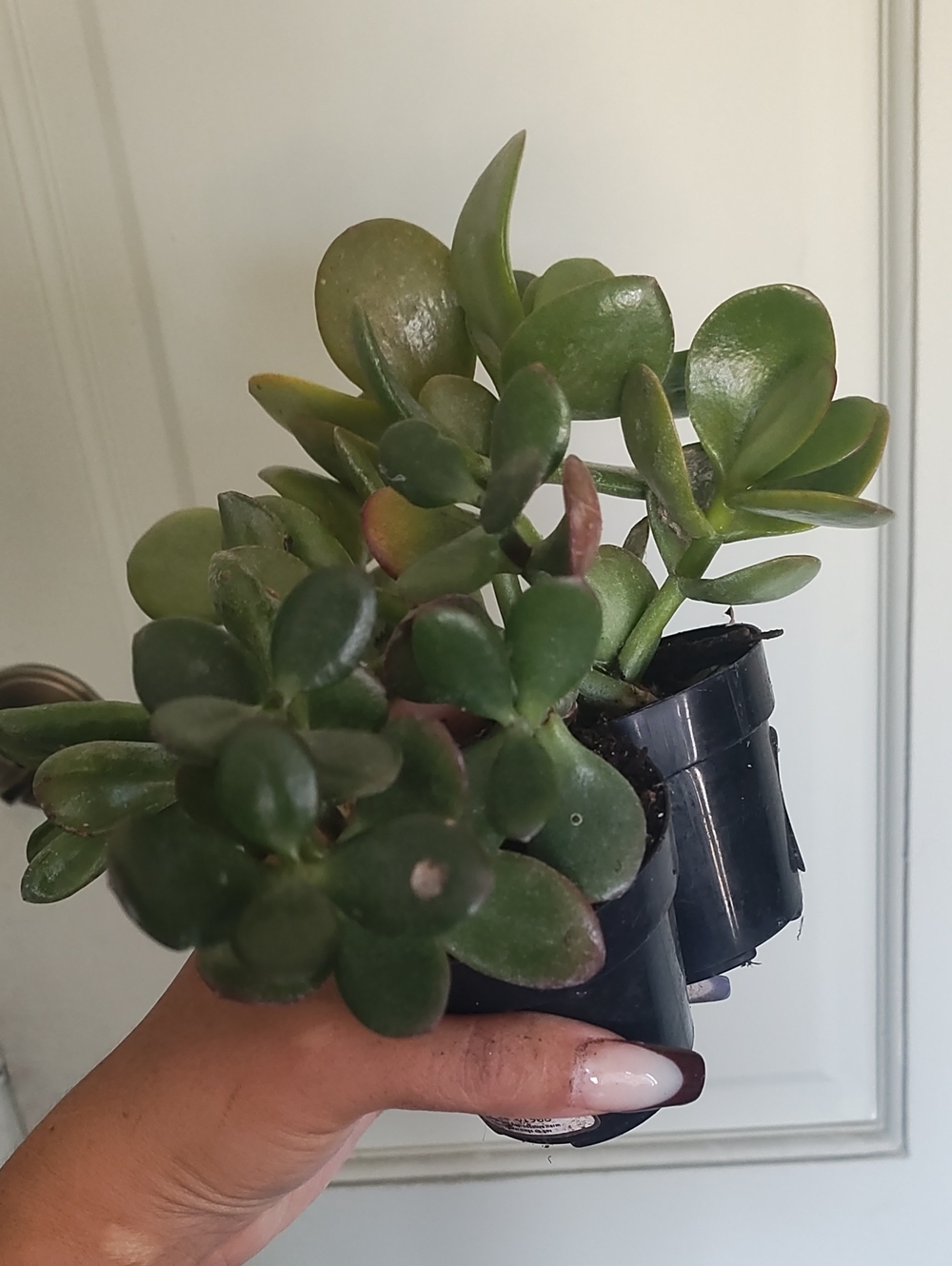 Jade BUNDLE Plant